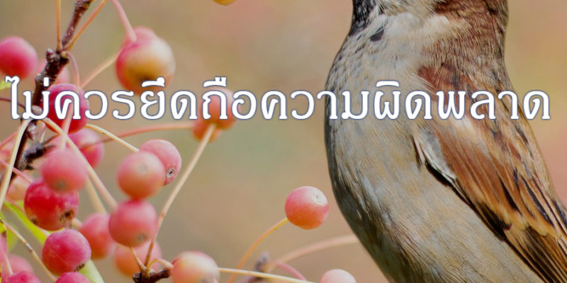 ไม่ควรยึดถือ ในความผิดผลาด