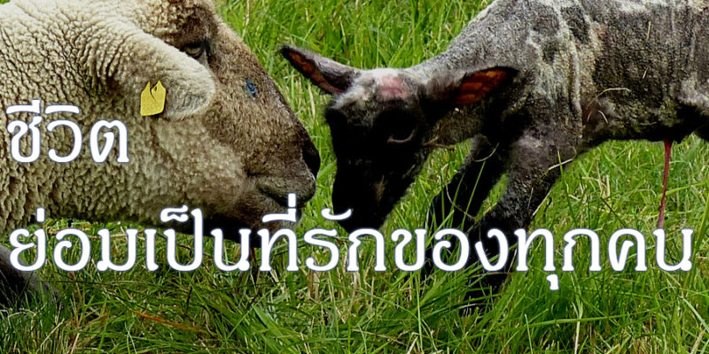 ชีวิต ย่อมเป็นที่รักของทุกคน
