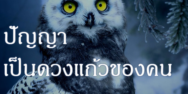 ปัญญา เป็นดวงแก้วของคน