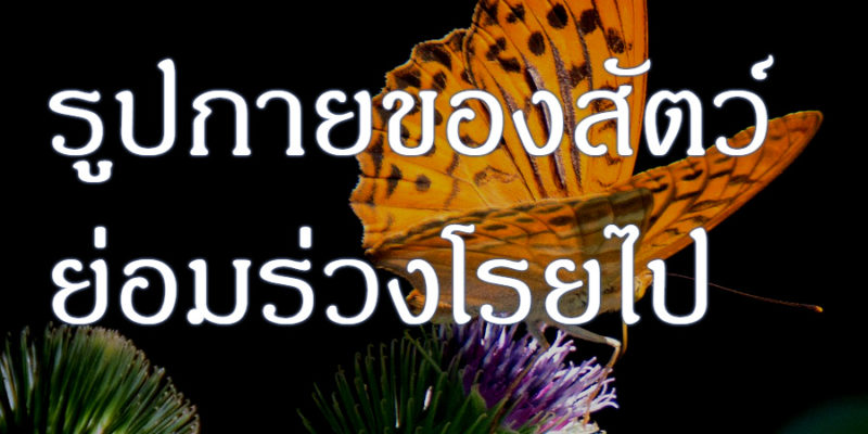 รูปกายของสัตว์ ย่อมร่วงโรยไป