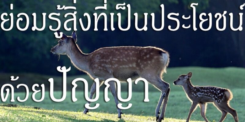 ย่อมรู้สิ่งที่เป็นประโยชน์ ด้วยปัญญา