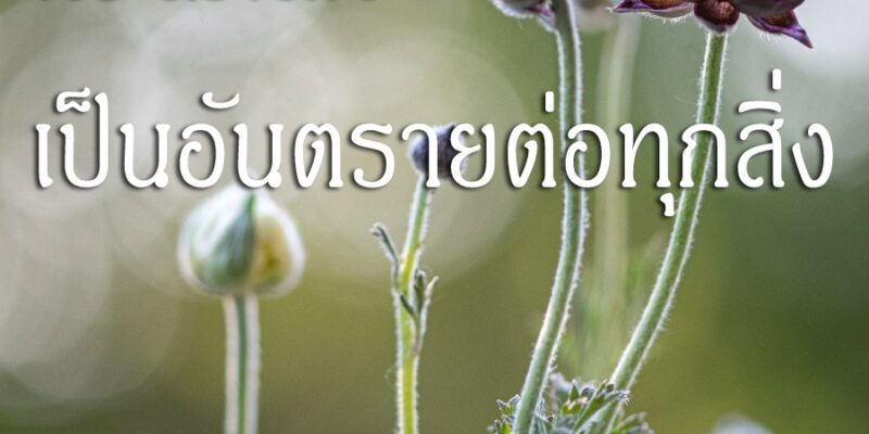 ความโลภ เป็นอันตรายต่อทุกสิ่ง