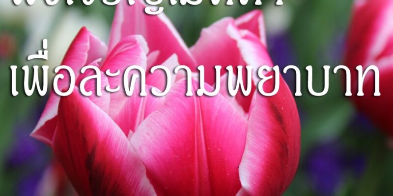 พึงเจริญเมตตา เพื่อละความพยาบาท